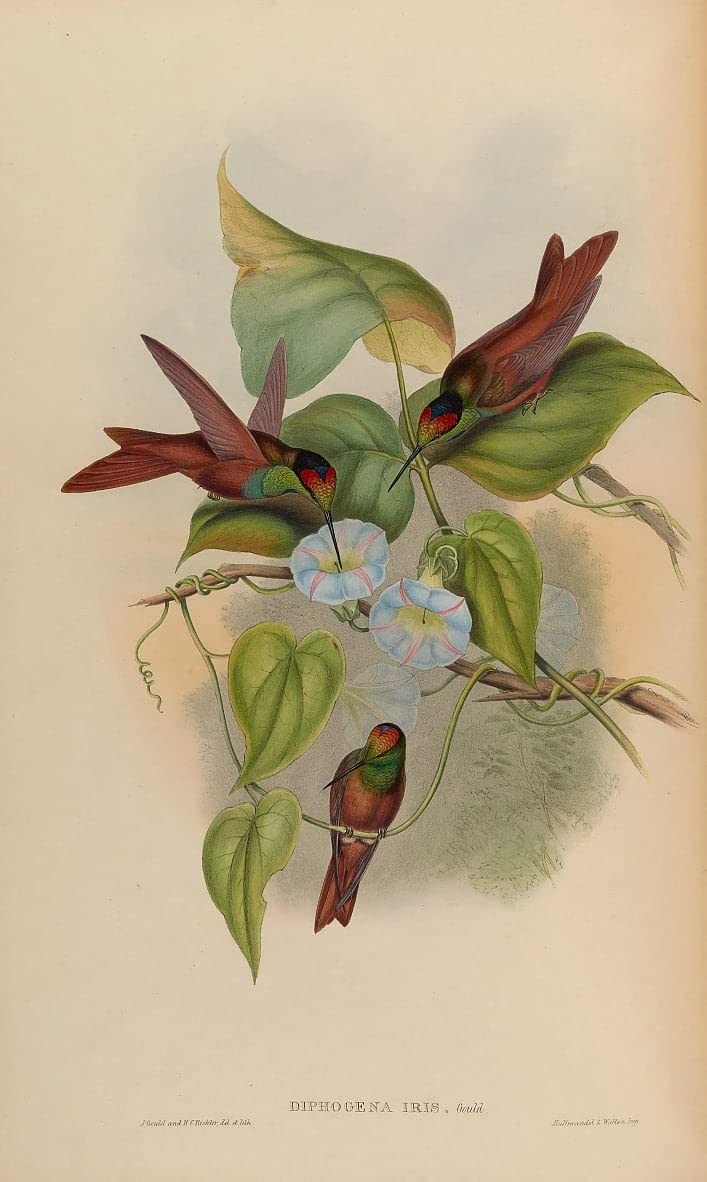 Cuadro de animal John Gould soluciona paredes vacías lienzo SERENDIPITP hogar 60x90cm 5