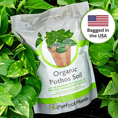 Perfect Plants Organic Pothos Soil | Horticultural Potting Mix for All Indoor Potted Pothos | Grow Healthy houseplants Indoors (8qts.) - Thumbnail 4