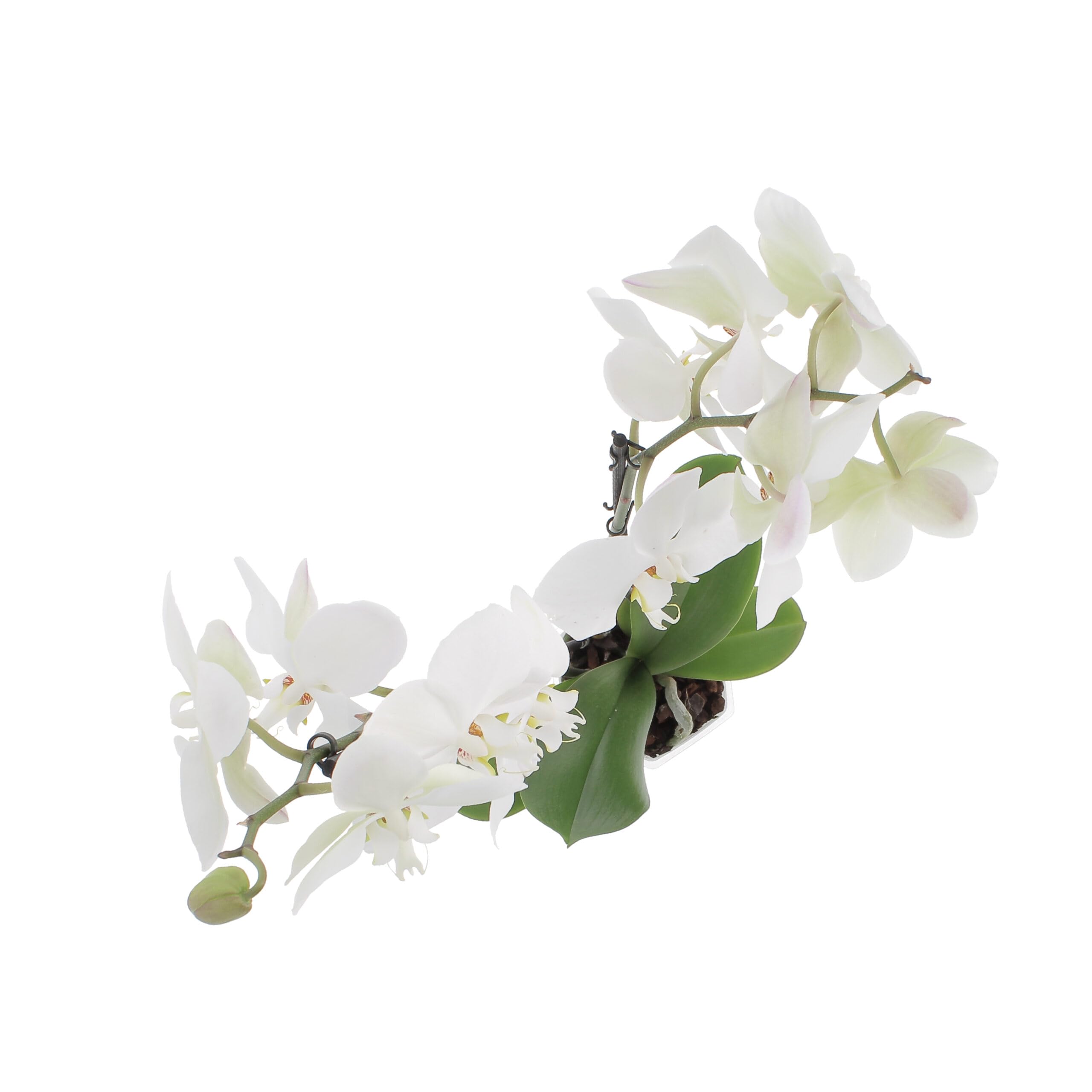 KENTIS - Orchidea Phalaenopsis Bianca - Piante Vere da Interno Fiorite - H 60-70 cm Vaso Ø 12 cm