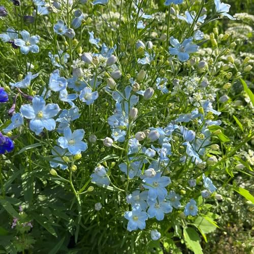semi di delphinium decorazione 200pcs