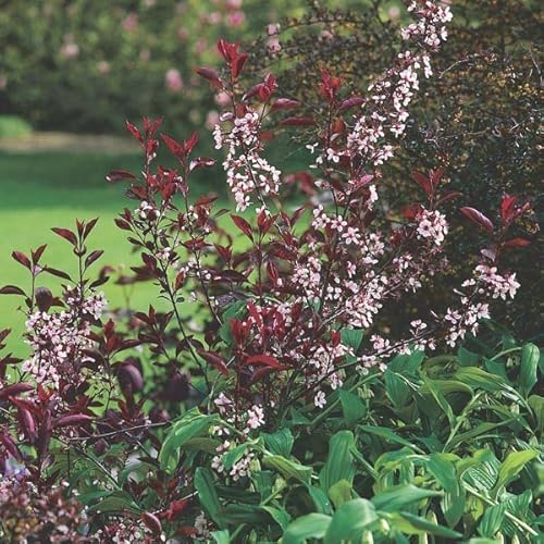Purple Leaf Sand Cherry - 1 Gallon, 2'-3'Ft -Established Rooted Pot - Prinus X Cistena, Fast Growing Tree, Fall Color #TOP3