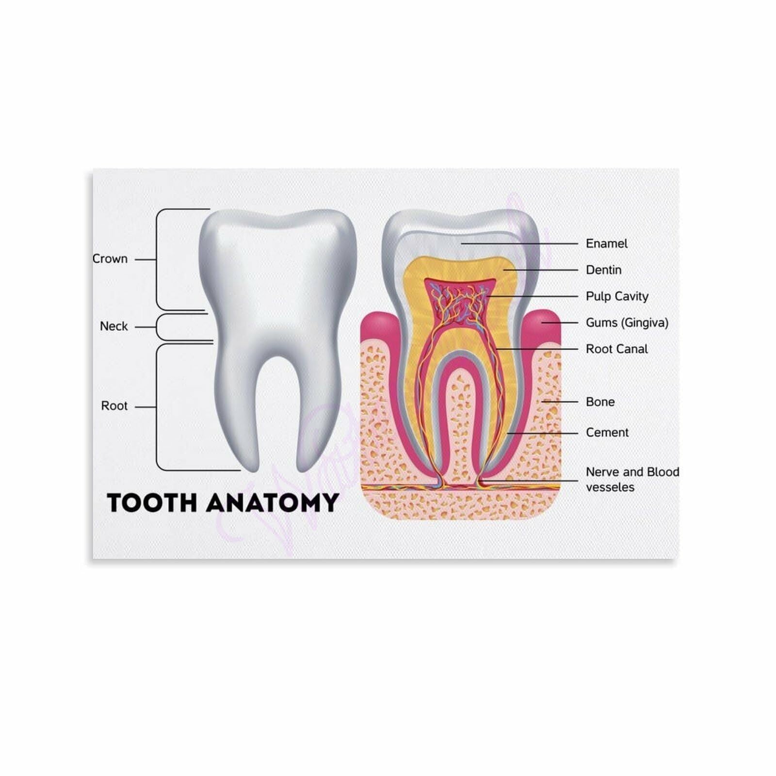 PKNVKZIDK Tooth Chart Anatomy Guide Teeth Numbering Diagram Oral Health Reference For Clinic Hygiene Student Decor Unframed,12x18inch(30x45cm)