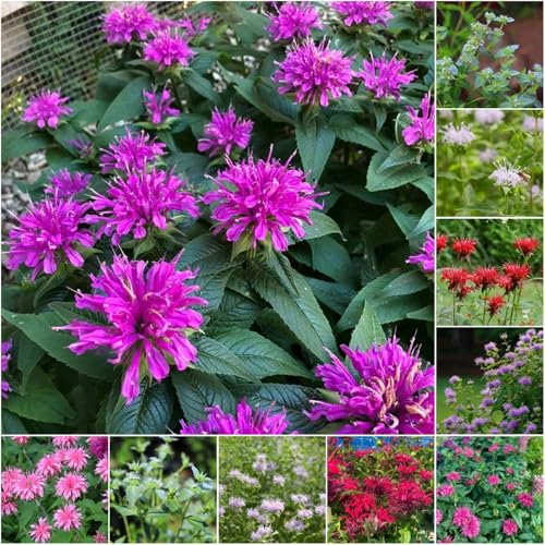 semillas melisa de perennes resistentes de bonsái silvestres jardín pasto perennes jardín 100pcs