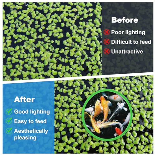 Image of PAGOW 10pcs Fish Feeding Rings Set, Floating Aquarium Plant Corral, Round Fish Feeder Rings for Fish Tank, Floating Plant Ring, Fish Tank Aquarium Accessories for Betta (Green)