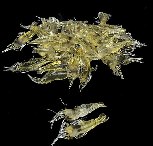 Miniatura 3 de PULABO 10 piezas de simulación cebo falso hierba camarón señuelos 1.6 in suave cebo de camarón equipo de pesca rentable conveniente