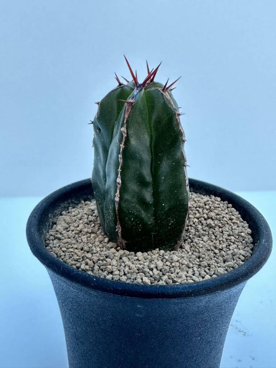 r*e様 B14255★オークション★ユーフォルビア ハンディエンシス 極上ヴィ B14255☆オークション☆ユーフォルビア ハンディエンシス 極上