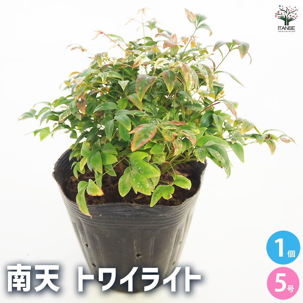 Amazon.co.jp: ITANSE ドワーフ南天 トワイライト 5号 1個売り