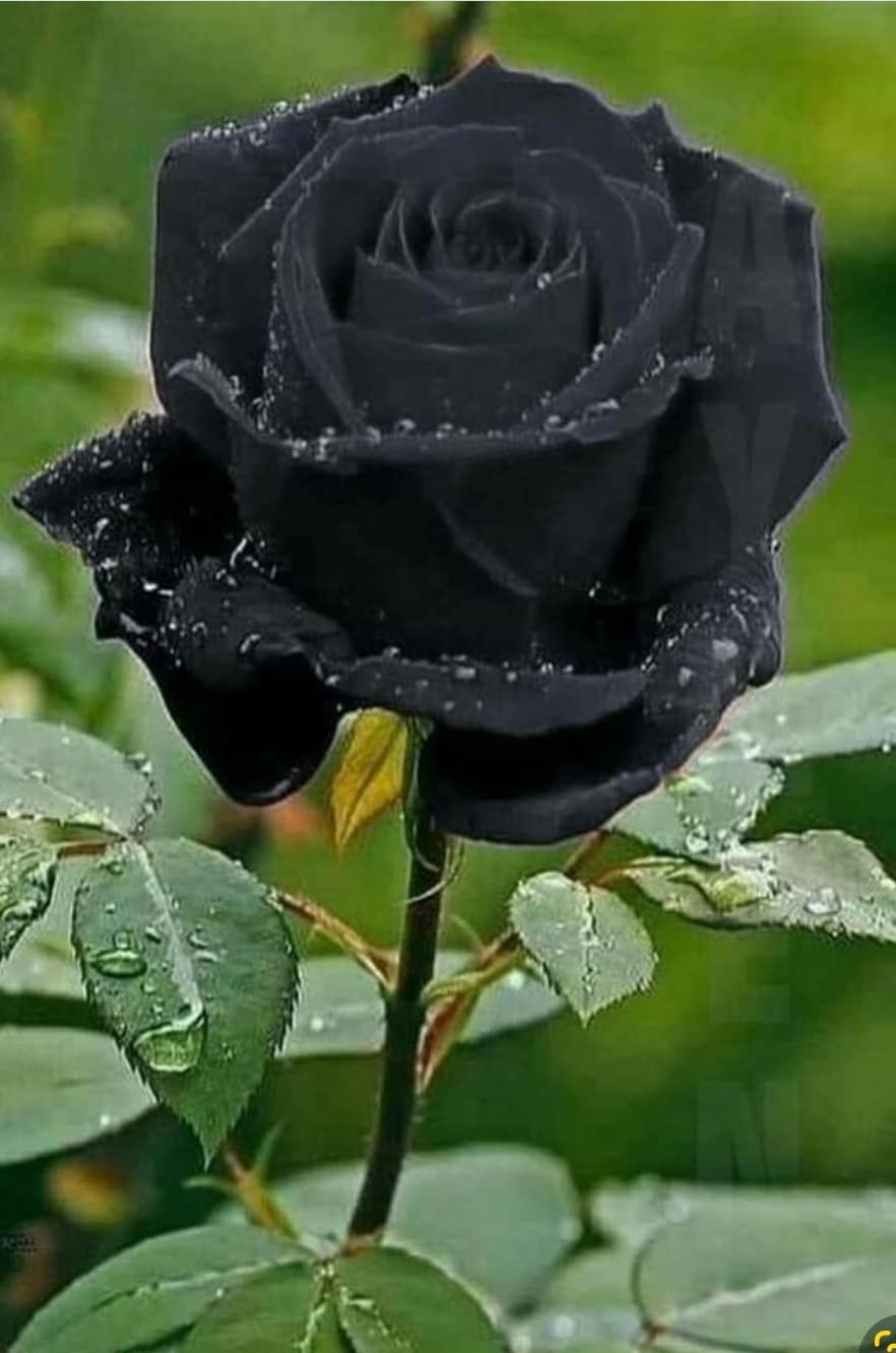 Special Grafted Rose Plant,Pack Of 1, Plant For Balcony, Terrace, Outdoor Gardening, (B0BWTZKTHZ) Amazon Price History, Amazon Price Tracker