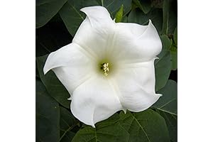 Moon Vine Seeds: Rare Night Blooming Morning Glory Flower Heirloom (25-Pack)
