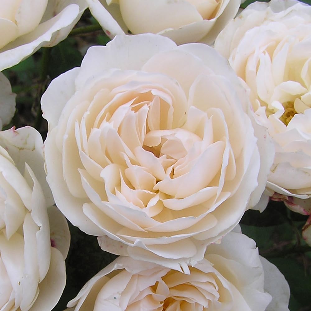 YouGarden Harkness Rose 'Guardian Angel', Established Plant in 4 Litre Pot, Ready to Plant, Fragrant Shrub Rose to Grow in Pots, Beds, and Borders, Summer to Autumn Flowering Rose Plant