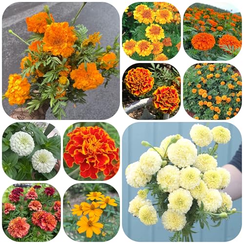 semi di calendula, Tagetes erecta, rare farfalle da esterno da balcone amici esterno resistenti vecchie varietà recisi 1000pcs