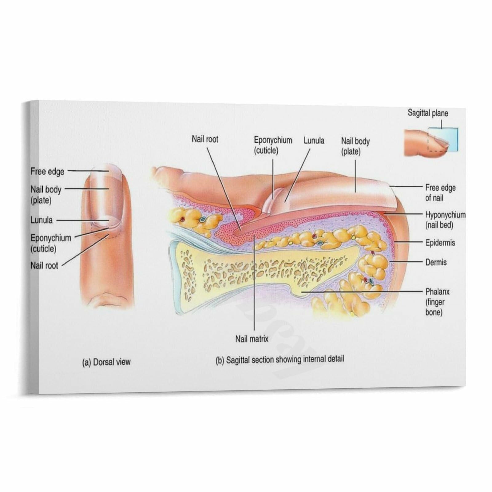 SSOPTMCB Nail Structure Anatomy Chart Poster Human Nail Diagram Dermatology Podiatry Canvas Wall-Art for Office Decor(Unframed,12x18inch(30x45cm))