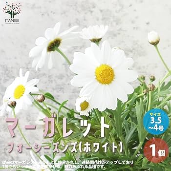 Amazon.co.jp: マーガレット・フォーシーズンズホワイト3.5号～4