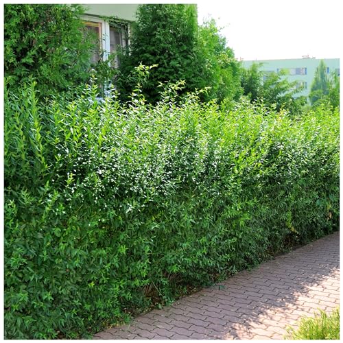 5 Wild Privet Hedging Ligustrum Plants Hedge 40-60cm,Quick Growing Evergreen 3fatpigs®