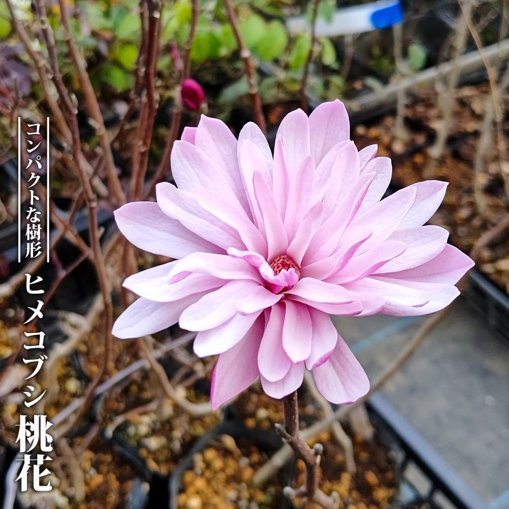 Amazon.co.jp: ヒメコブシ 桃花 八重咲き 3.5号ポット苗 【ハナ Amazon.co.jp: ヒメコブシ 桃花 八重咲き 3.5号ポット苗 【ハナ
