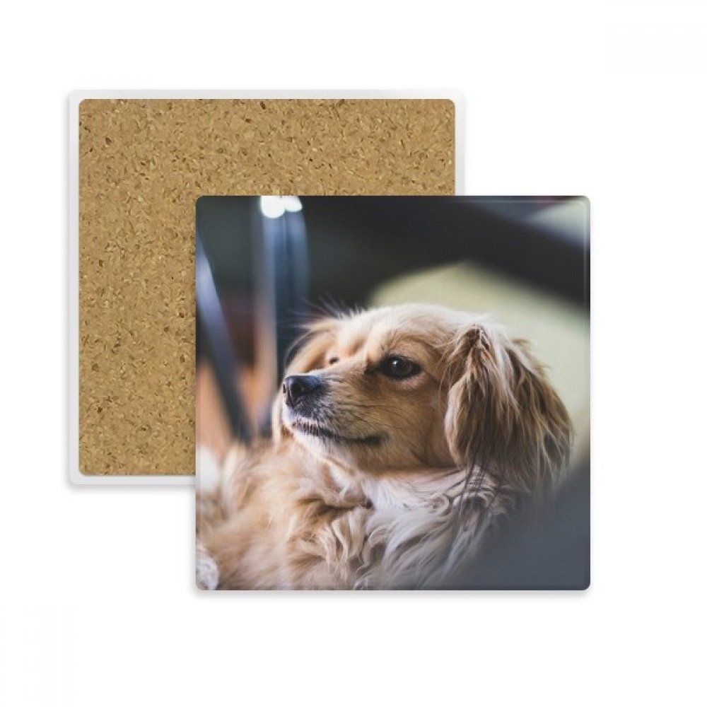 Coaster chien solitaire pierre absorbante dessous verre tasse