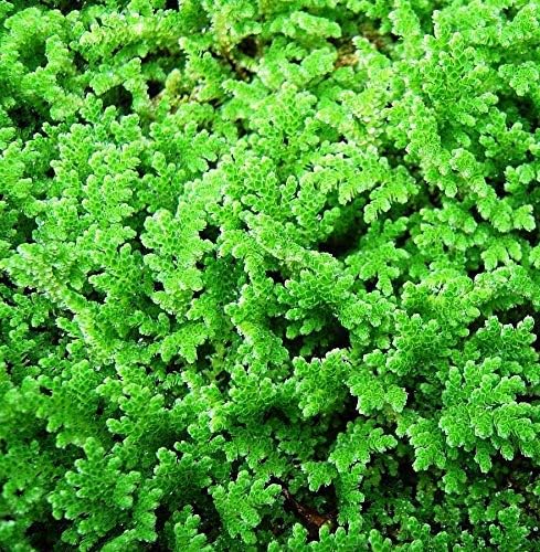 Earth Angels Azollas Live Plants (20+ Plants) - for Cultivation & Feeding