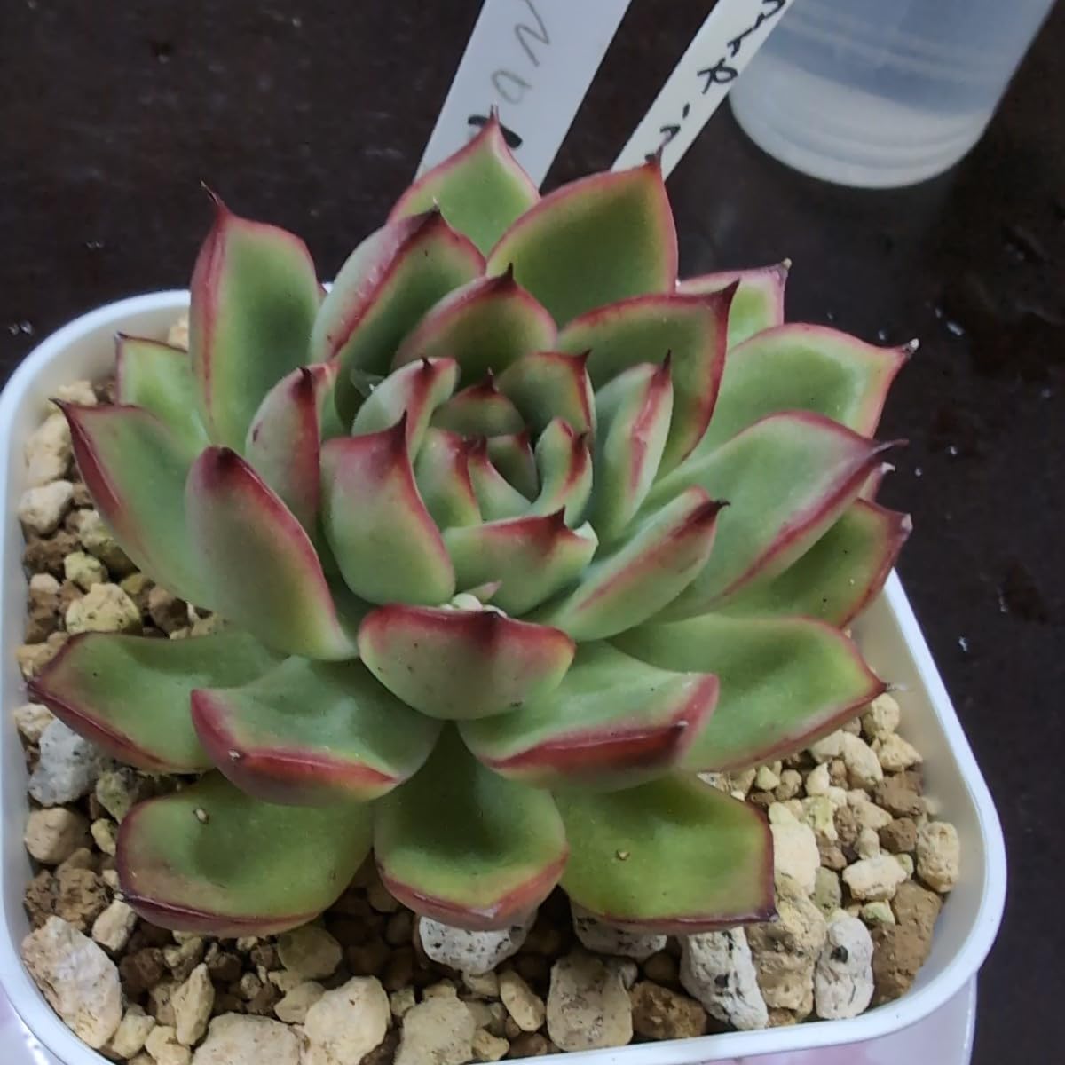 Top【選抜株】多肉植物　T1304ファイヤーフライ（蛍）　54個　鉢無し/脱土 Amazon.co.jp: 多肉植物ヤ即4 エケベリア ファイヤーフライ（ホタル