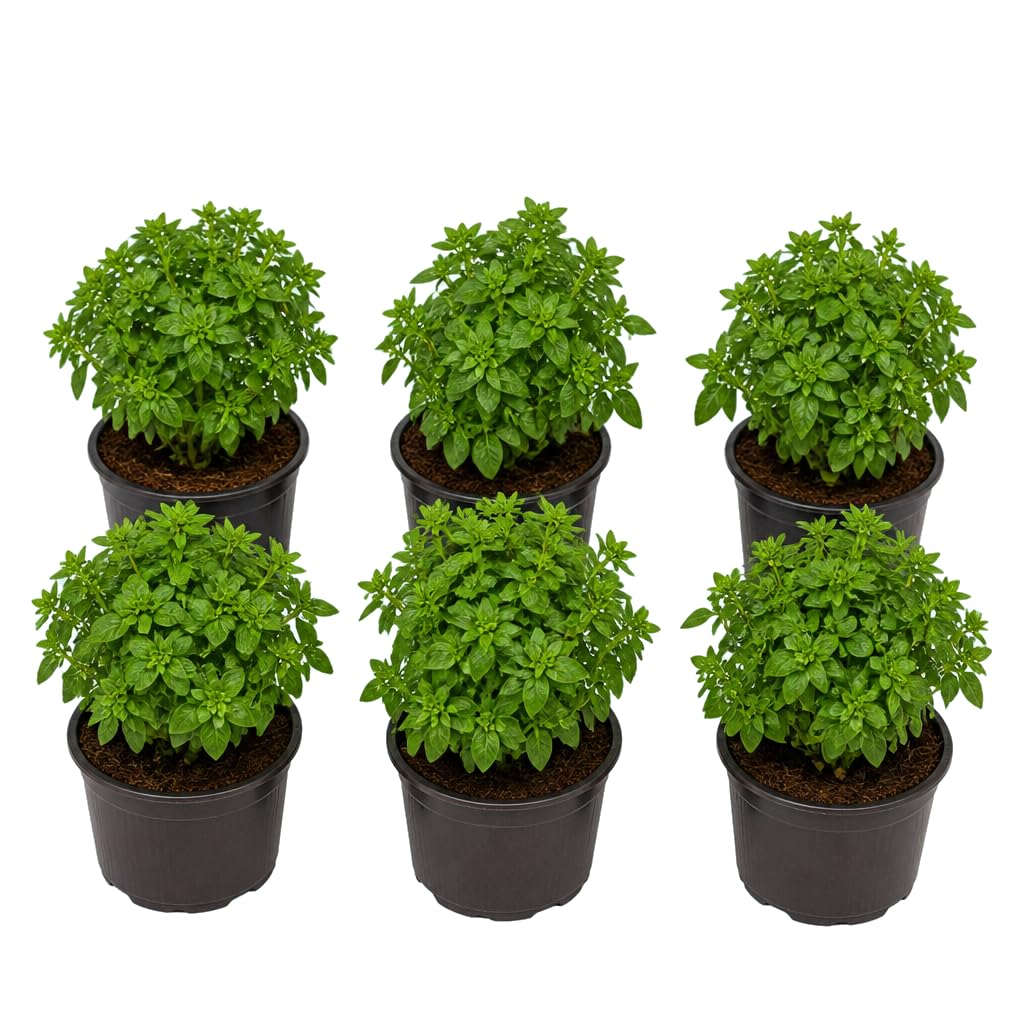 DECOALIVE Set de 6 Unidades: Ocimum Basilicum Hoja Pequeña, Albahaca Antimosquitos, Maceta 12 cm, 25-30 cm de Altura, para Hierbas Frescas