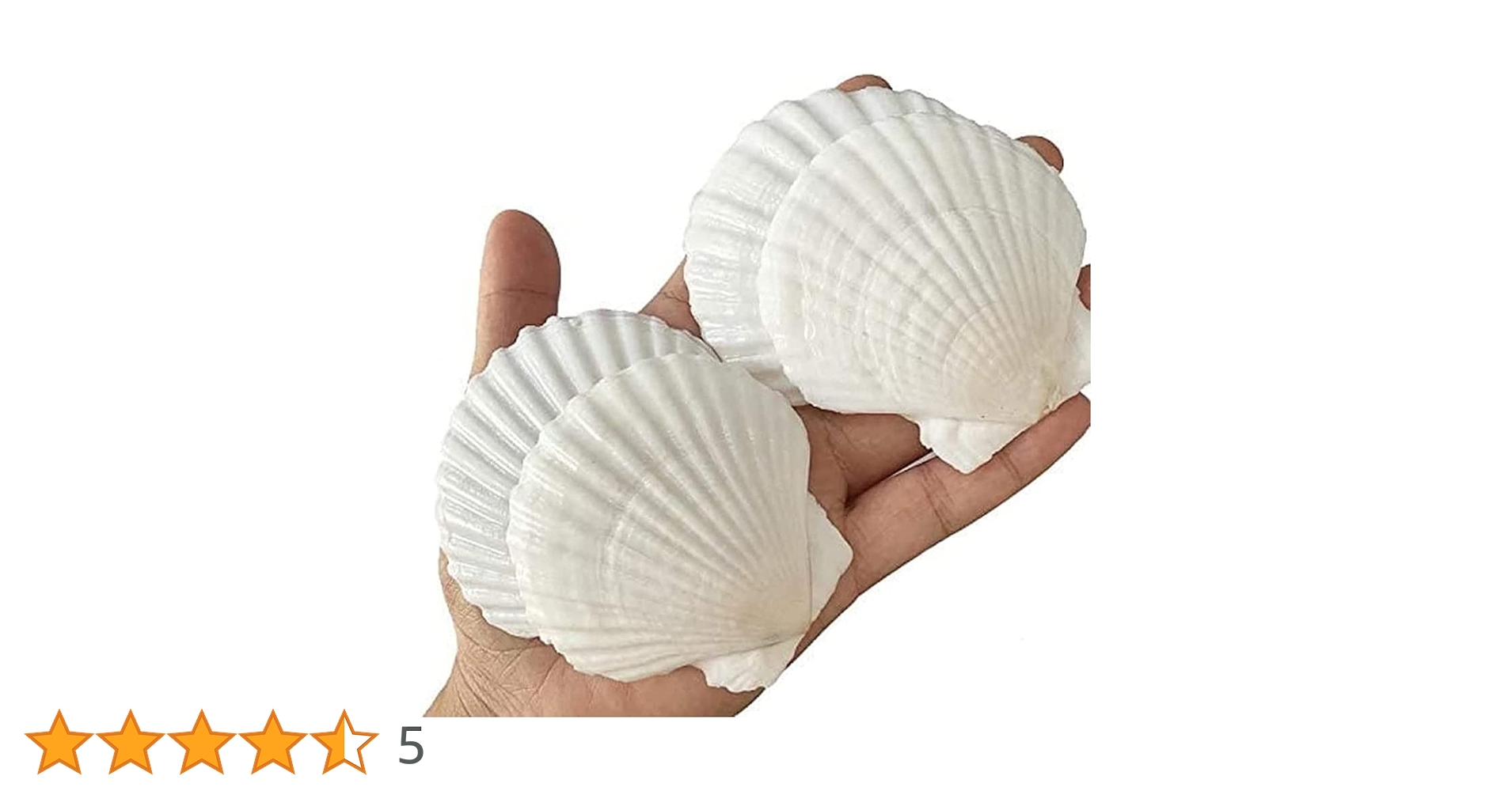 貝殻セット 約20cm〜25cm 611DkOk19BL.jpg_BO30,255,255,