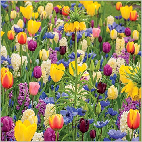 BBC Gardeners World Tulip Meadow Photographic Greeting Card