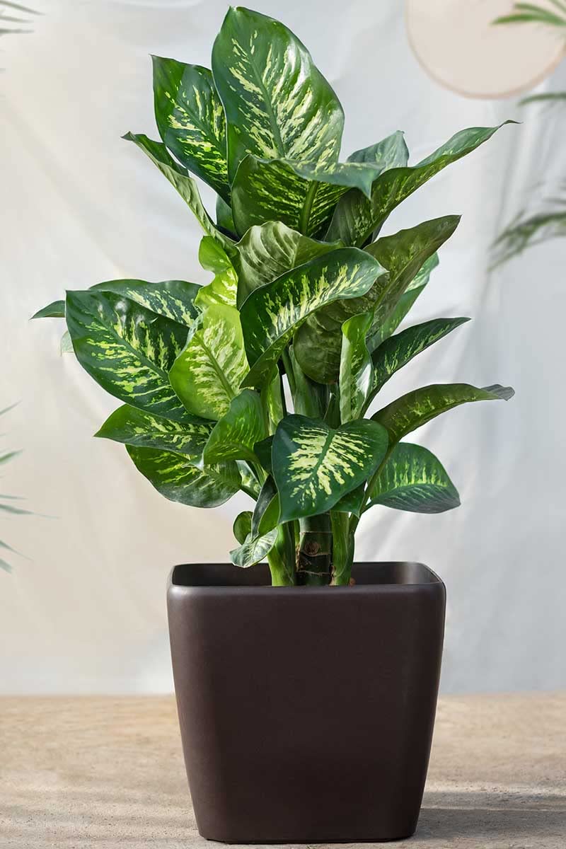 Dieffenbachia Dumb Cane | Leopard Lilly Multicolor Indoor For Home And Office Friendly Live Plant With Pot (B0BS6SG9RC) Amazon Price History, Amazon Price Tracker