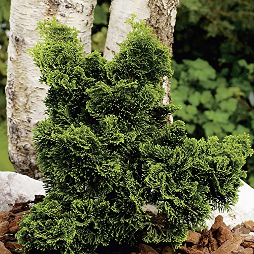 Muschelzypresse 'Nana Gracillis'