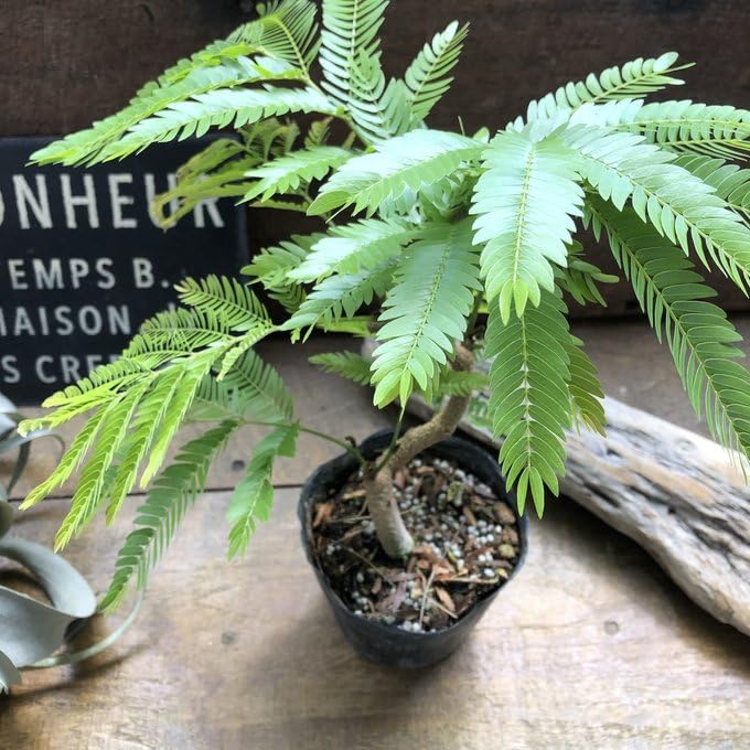 Amazon.co.jp: 曲がり木 エバーフレッシュ 観葉植物 インテリア : DIY