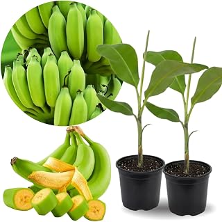 2 Basjoo Banana Trees Live Plants Well-Rooted, High Yield and Easy to Grow Banana Plants, 4-9 Inc Tall, No Pot, Cold Hardy, Compact Size