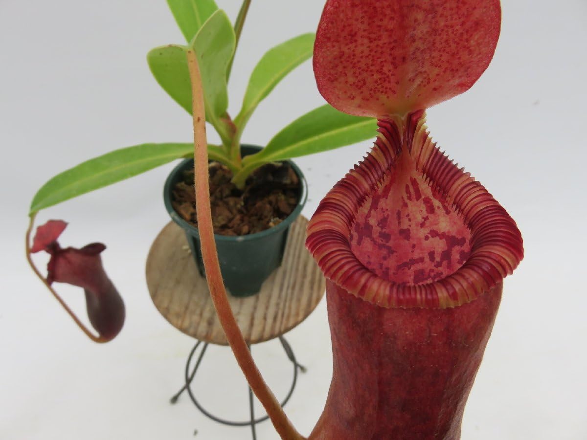 Amazon.co.jp: N.(ventricosa × sibuyanensis) × xTrusmadiensis EPH-4