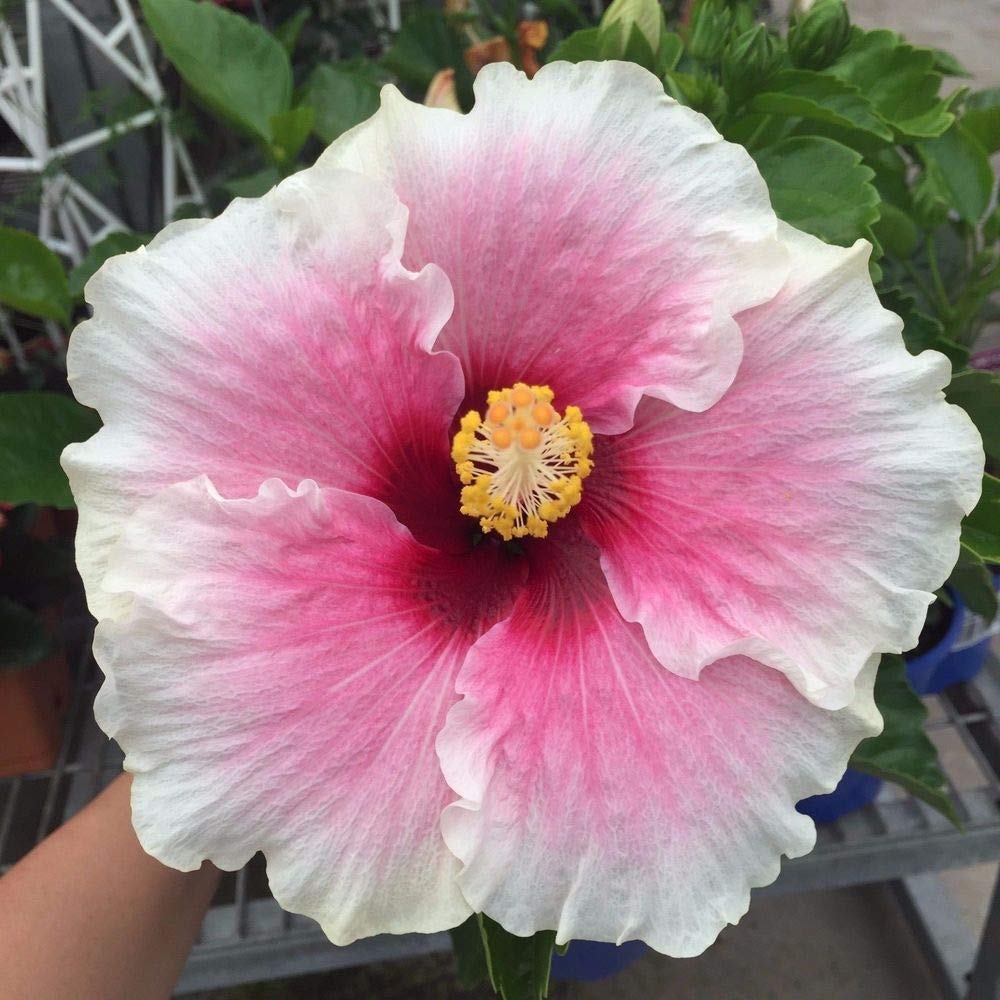 NurseryNature Hibiscus (Baby Pink) Flower Plant (B07GBCDPT2) Amazon Price History, Amazon Price Tracker