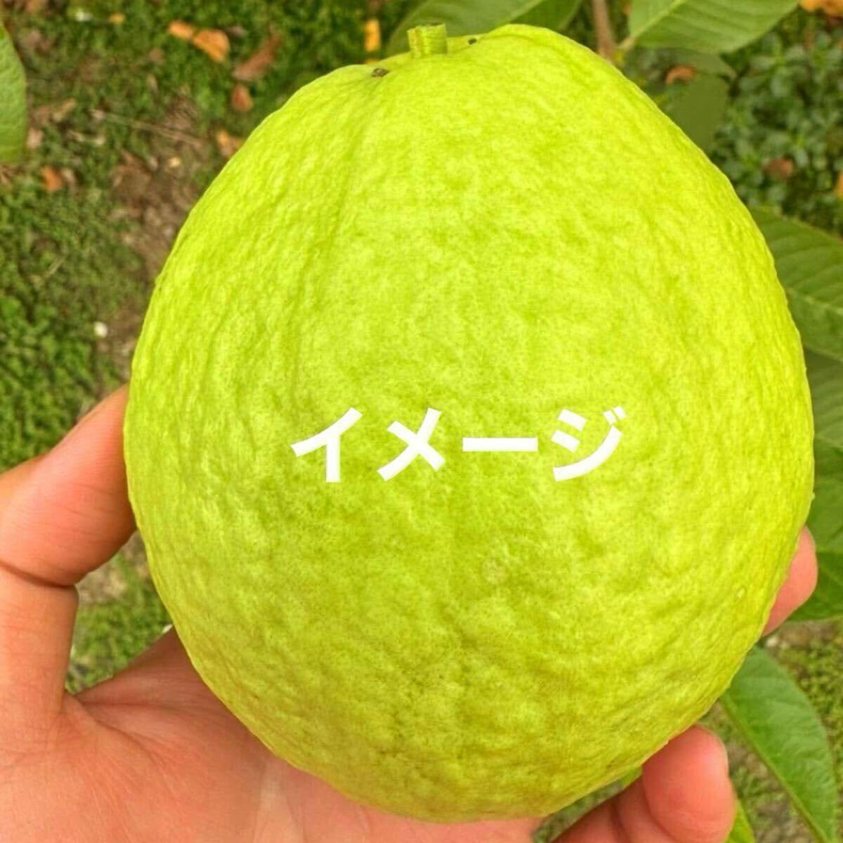 Amazon.co.jp: キンググアバ 梨グアバ 接木苗 1本 : DIY・工具・ガーデン