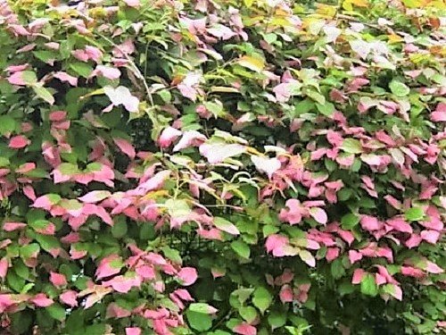 20 Variegated Arctic Beauty Kiwi Fruit Edible Actinidia Kolomikta Vine Seeds