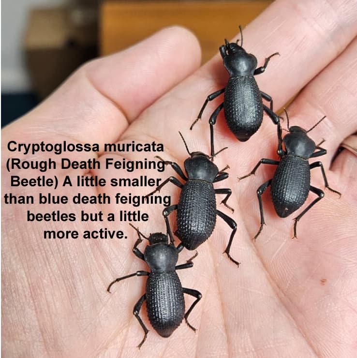 Rough Death Feigning Beetle (Cryptoglossa muricata) (Group of 5) - Fun and Easy Care - Live Ironclad Beetle! Keep with Blue Death Feigning Beetles