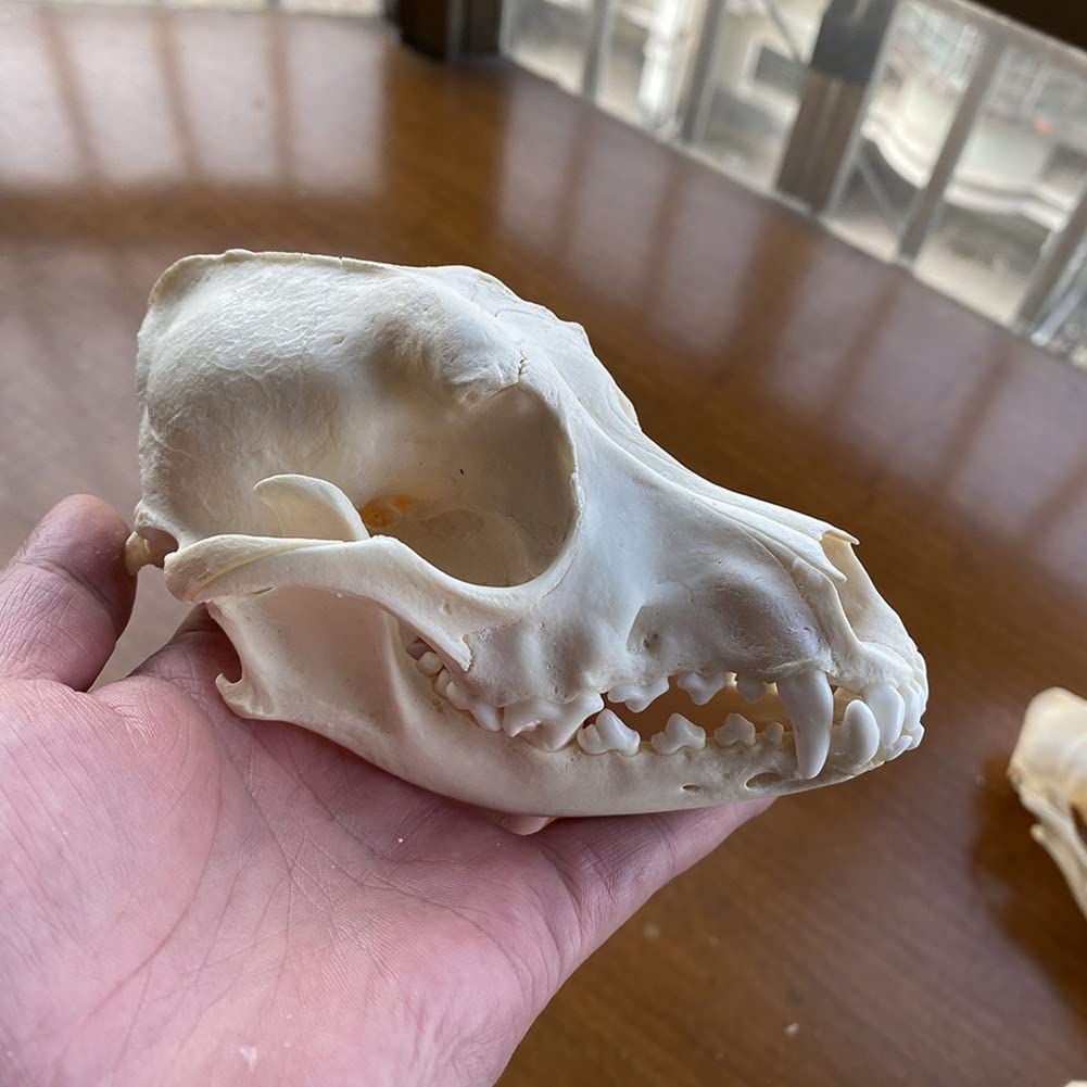 Reale animale Cranio di cane/Castoro/Volpe/Procione/Gatto/Topo muschiato/Visone/Coniglio Cranio Esemplari per la decorazione domestica da collezione Studio(Dog)