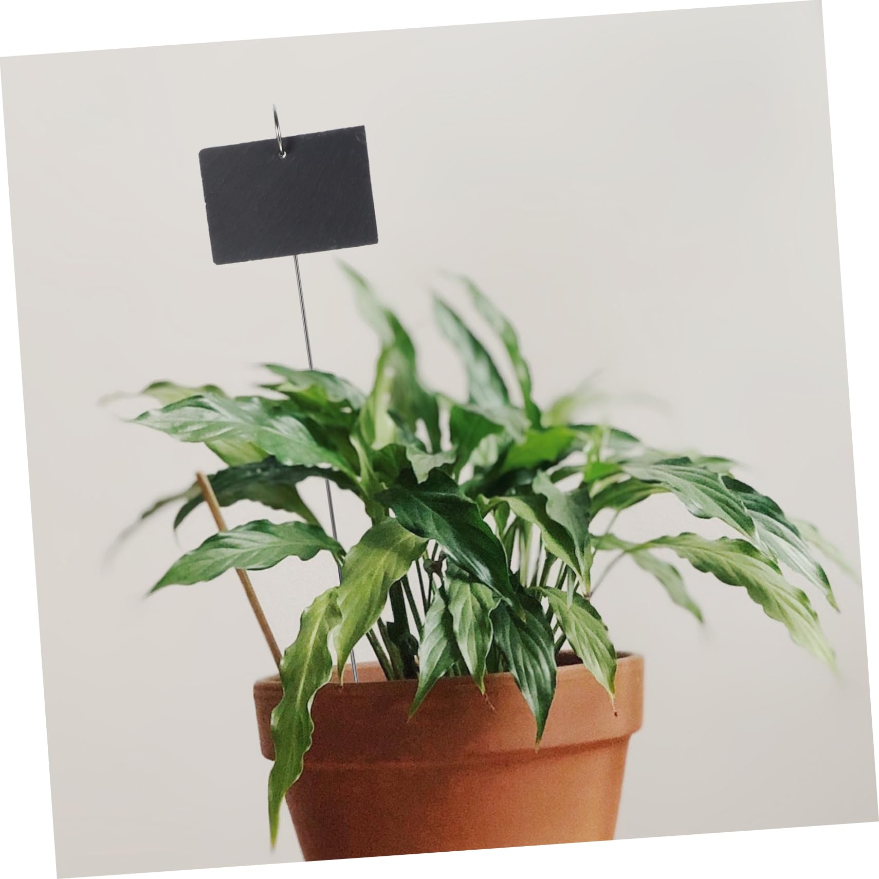 BESPORTBLE 1ensemble Étiquettes De Plantes Inoxydable De Marqueurs De Jardin Décorations De Jardin Uniques Pour Pots De Fleurs Et