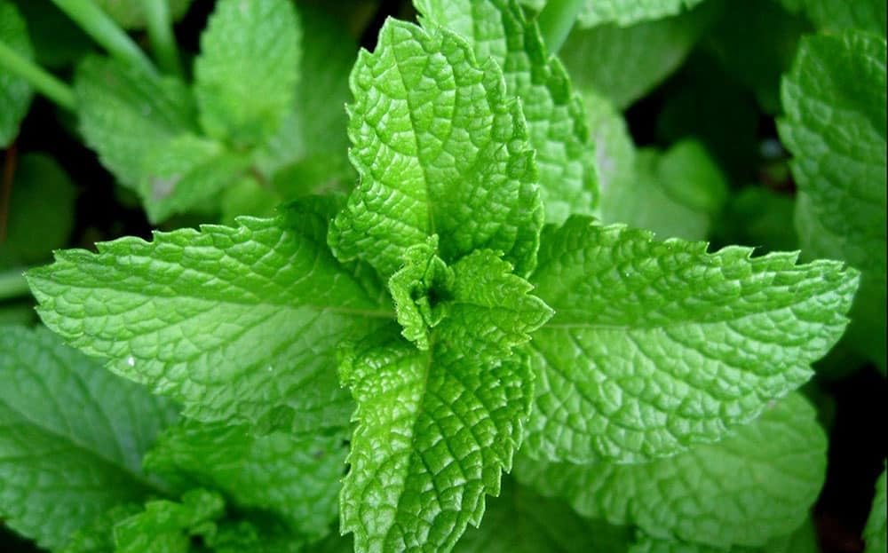 BSI - Essence Aromatique - Menthe - Base d'Extrait De Menthe - pour Votre Spa - 250ml