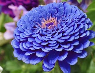 100 Seeds Rare Blue Point Dahlia Seeds Beautiful Perennial Flowers Seeds Dahlia for Home Garden Sementes Bonsai Seedling Bonsai