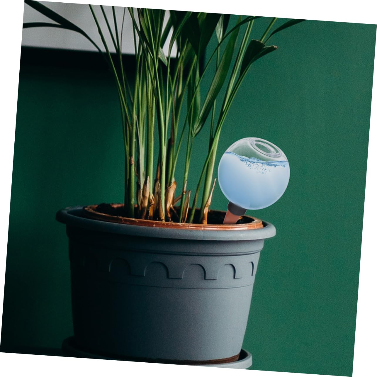 POPETPOP 6 Pièces Dispositif d'arrosage Automatique dispositifs d'auto-arrosage des Plantes Globes d'arrosage pour Plantes d'extérieur arrosage à Globe d'arrosage Globe d'eau