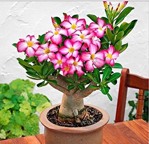 Amazon.co.jp: 149.アデニウムの中で一番種類が豊富なアデニウム