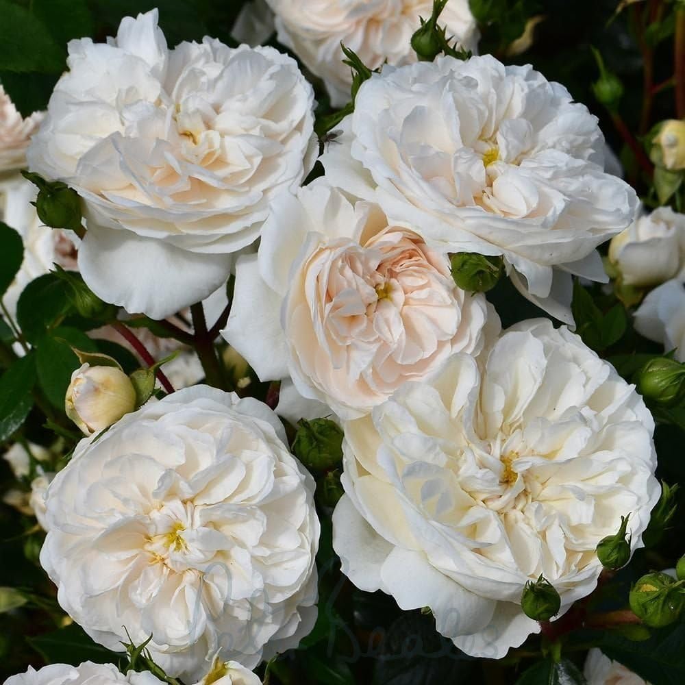 Peter Beales Roses MacMillan Nurse Shrub Rose - White with Peach, UK Modern Classic Rose Suitable for Outdoor and Indoor Growing