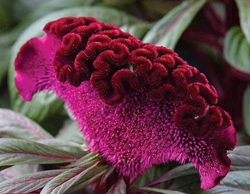 Miniatura 5 de Celosia Cristata Cockscomb Seed Mix 200+ Semillas Lanas Colores Mixtos Flores Exóticas Jardín