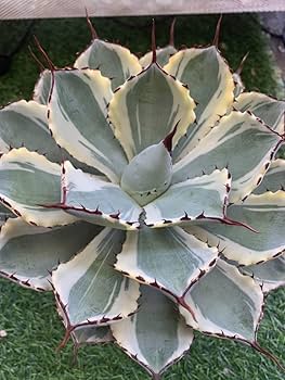 吉祥冠覆輪斑　特大美株 アガベ吉祥冠覆輪斑 | 多肉植物デイジーアンドビー