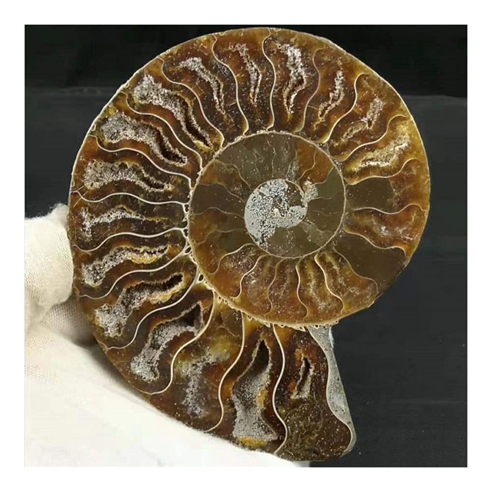 EIN Paar große schillernde Muscheln Madagaskar, Natursteine ​​und Mineralien, Proben, Ausstellungsstücke, Einrichtungsgegenstände, Kunsthandwerk (Größe: EIN Set mit 250–300 g) ERTEYIN (Size : A Set o
