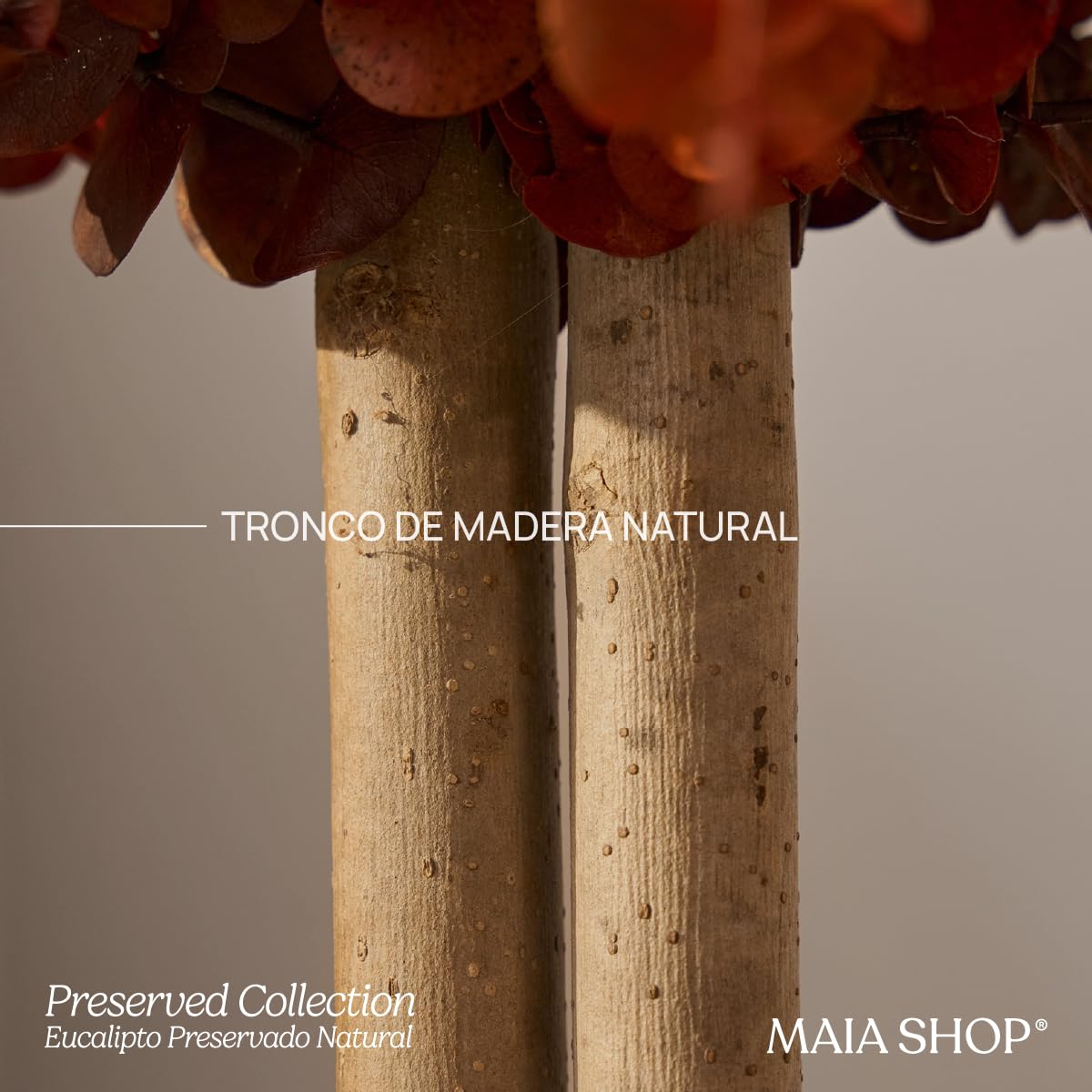 Maia Shop Eucalipto Preservado - Eucalipto Natural, Árbol Eucalipto Preservado Naranja Baby 150 cm con Hojas Secas, Decoración Hogar, Plantas Naturales Interior