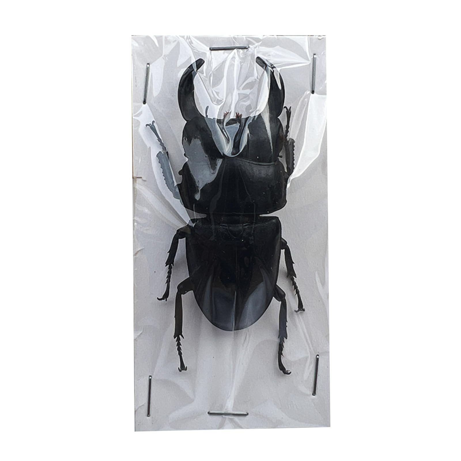 Echte Hirschkäfer-Exemplare Natürliche Insektensammlung für Kinder Verschiedene in Harz konservierte Wissenschaftsklassenzimmer-Exemplare