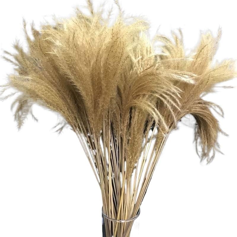 Pampas Grass Large 10-15CM/40PCS Ramo Seco Decorativo miniatura 1