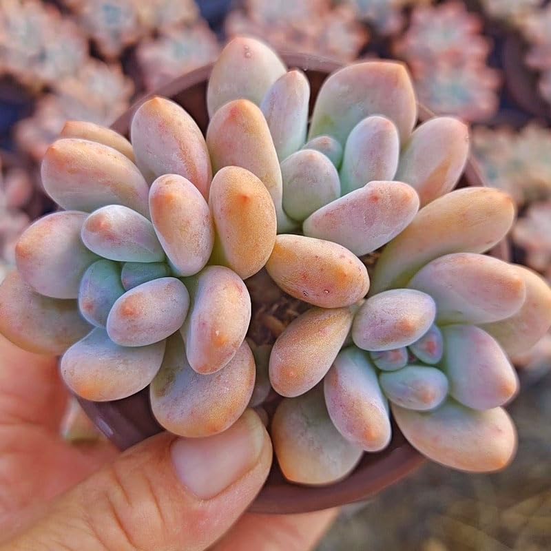 Pachyveria 'Elaine Reinelt'/Pachyveria Perfume. | Rare Hybrid Succulent | UK Grown