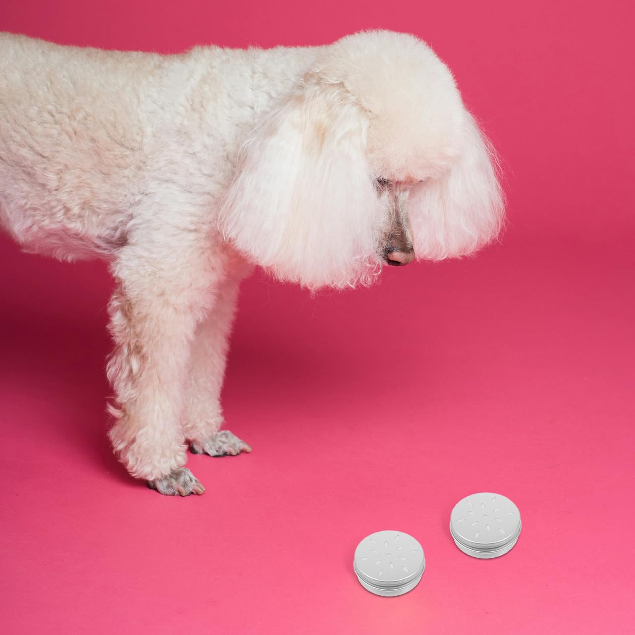 Mipcase Lot de 10 boîtes d'entraînement pour Chiens en Aluminium avec Trous d'aération pour favoriser la capacité à renifler et soulager Le Stress Lors de l'entraînement des Chiens
