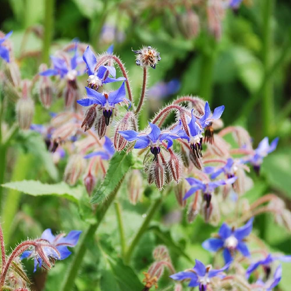 SeeKay Borage - Min 600 seeds Attracts Bees